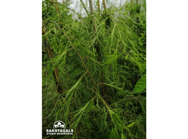 Betula pendula ssp. pendula   'Karaca'